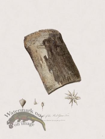 25 New Holland Caffowary